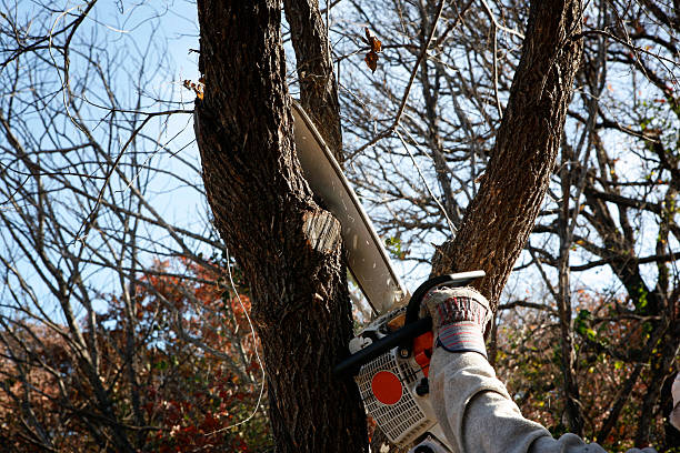 Best Lot and Land Clearing  in Nichols Hills, OK